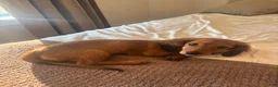 Miniature Dachshund dogs for sale: Miniature Dachshund 1 - Ad 2