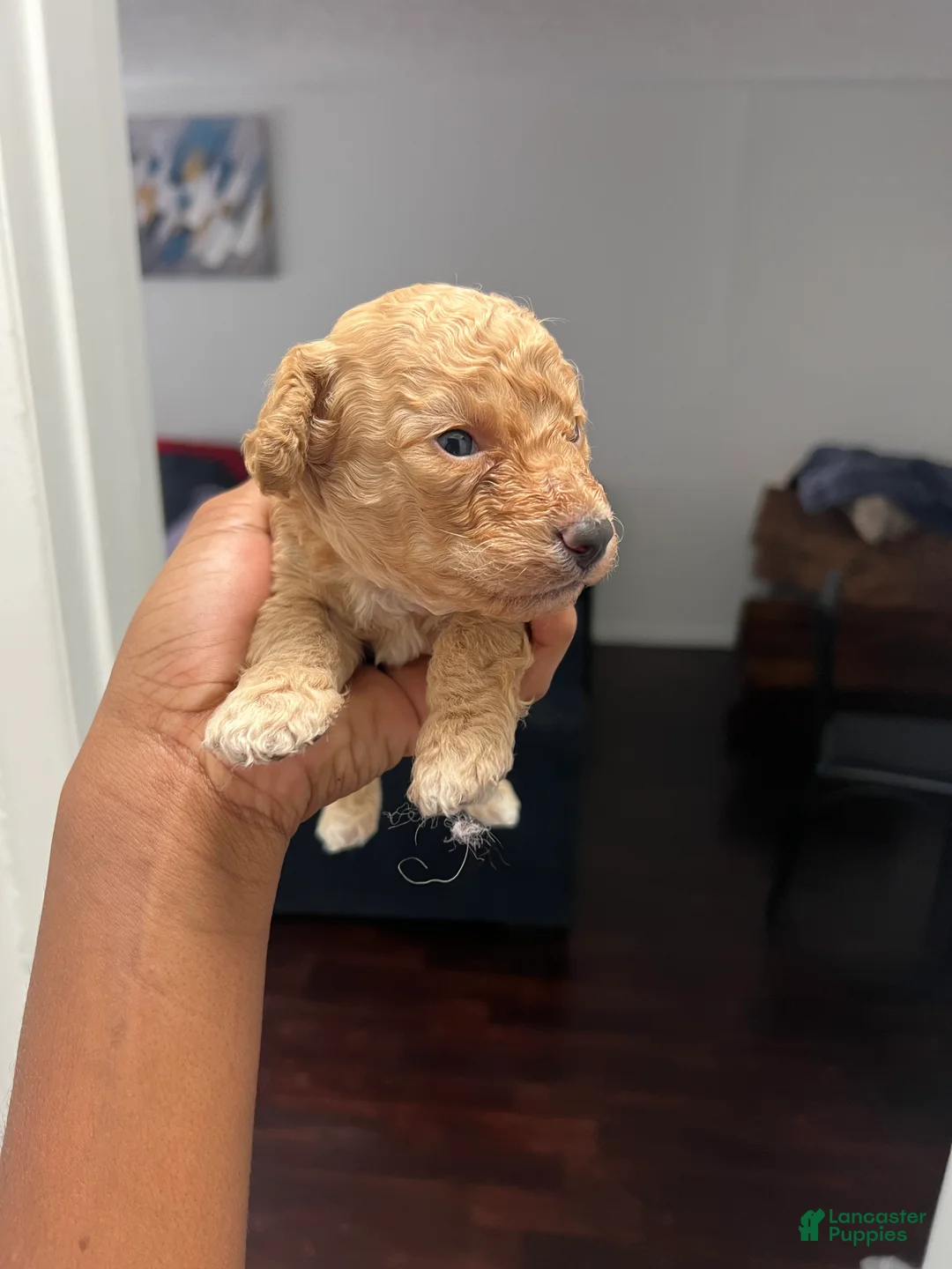 Cockapoo dogs for sale: Cockapoo 1 - Ad 2