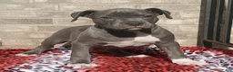 American Bully dogs for sale: "SNOOP DOGG" / BLUE NOSE - Ad 2