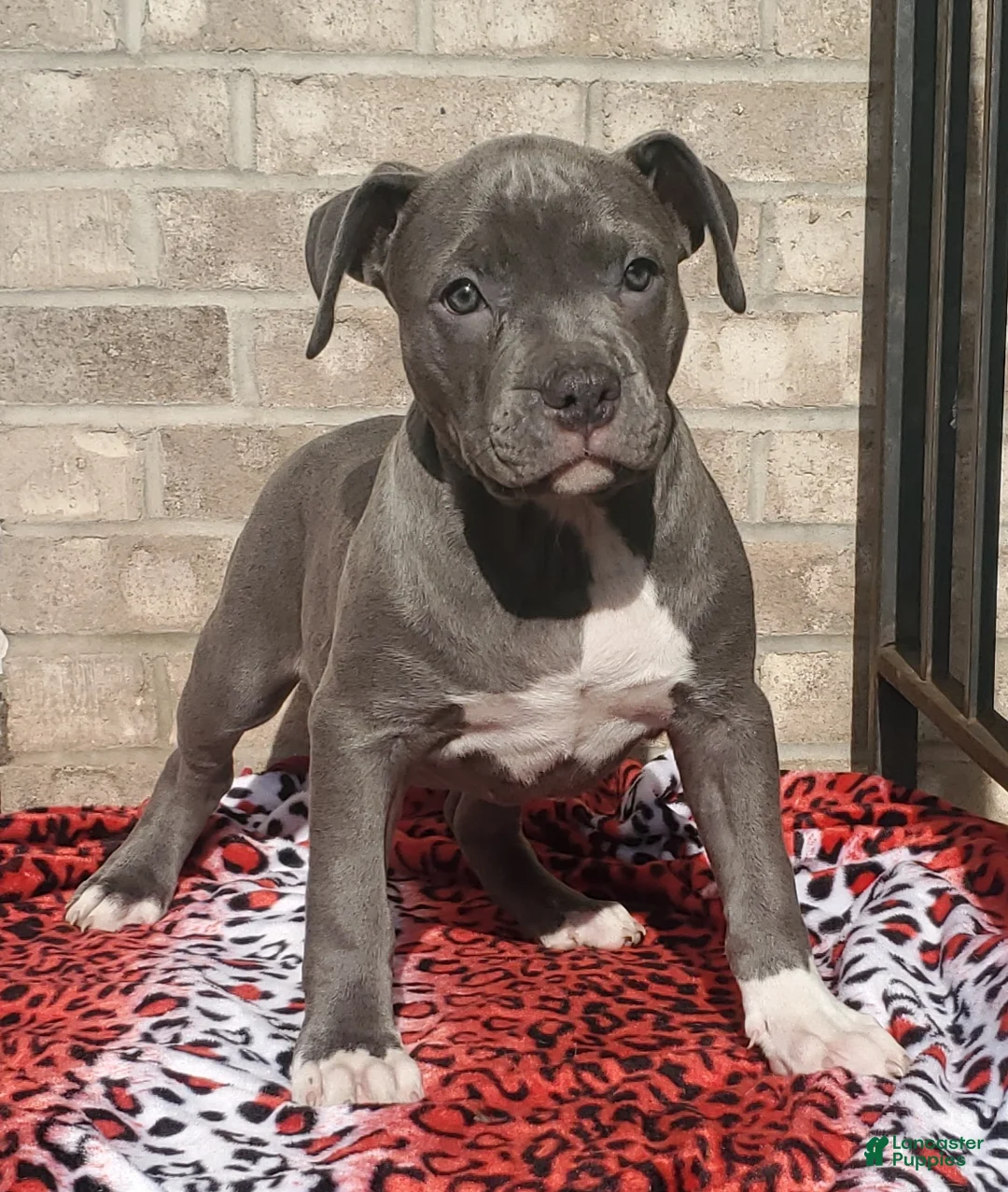 American Bully dogs for sale: "SNOOP DOGG" / BLUE NOSE - Ad 2