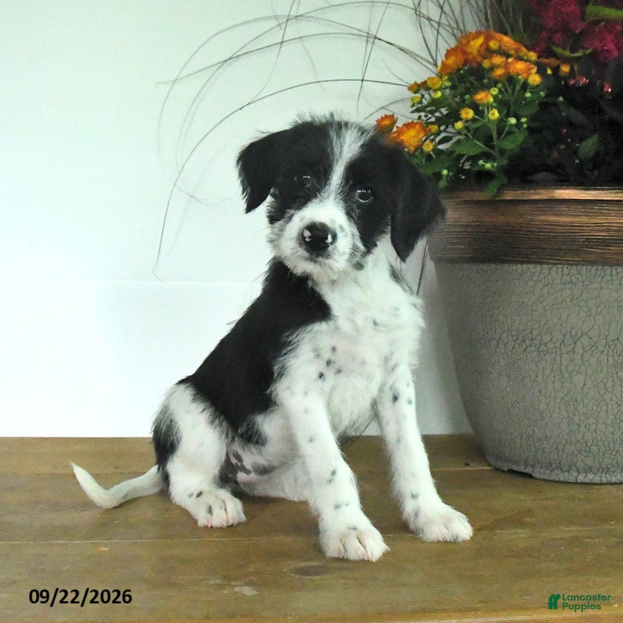 Mixed Breed dogs for sale: Dahlia - Ad 2