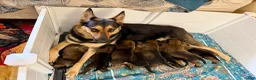 Mixed Breed dogs for sale: Mocha - Ad 9