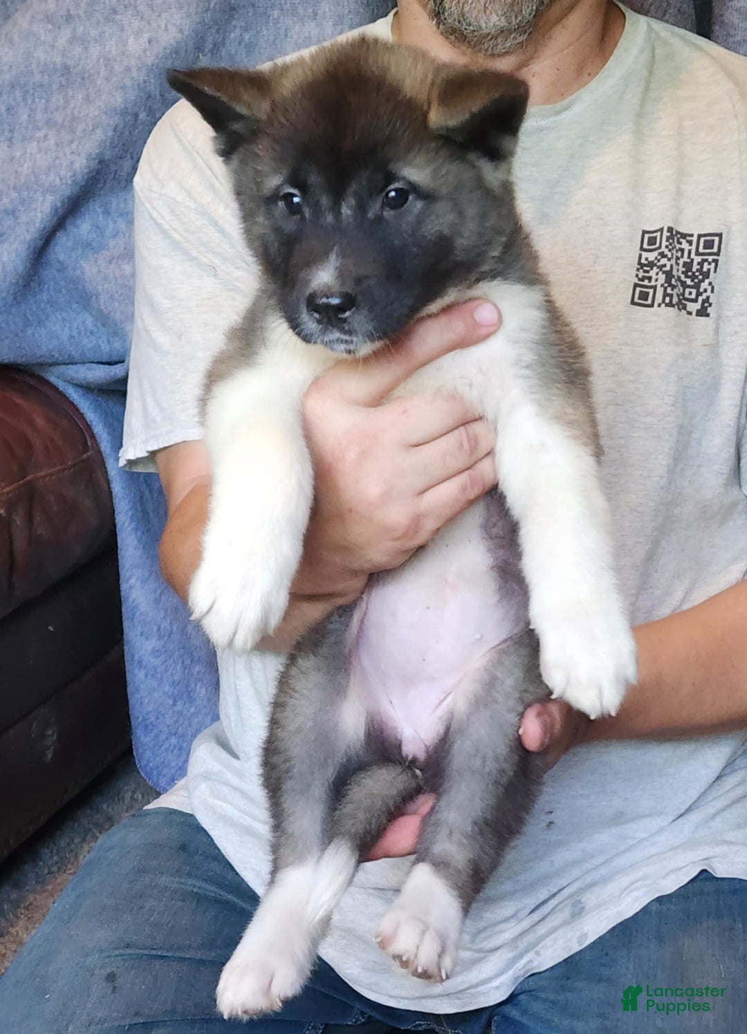 Akita dogs for sale: Akita Puppy Girl 5 - Ad 29