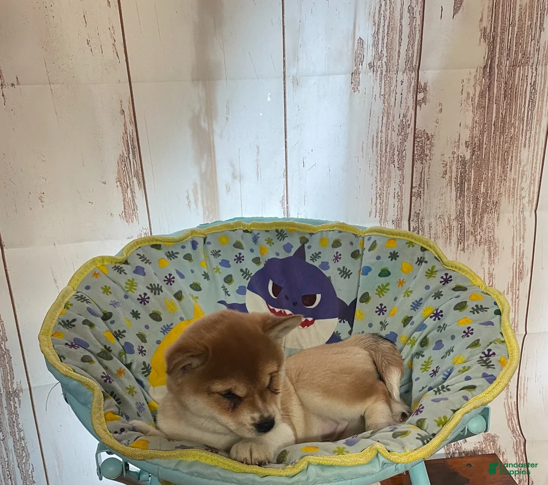 Shiba Inu dogs for sale: Lucky - Ad 2