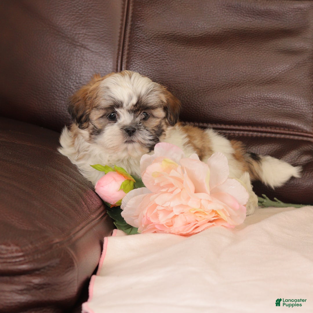 Mixed Breed dogs for sale: Jazzy - Ad 2