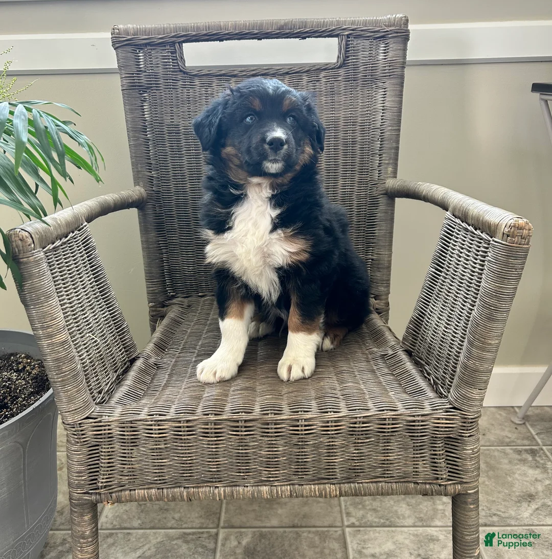 Australian Shepherd dogs for sale: Levi - Ad 2