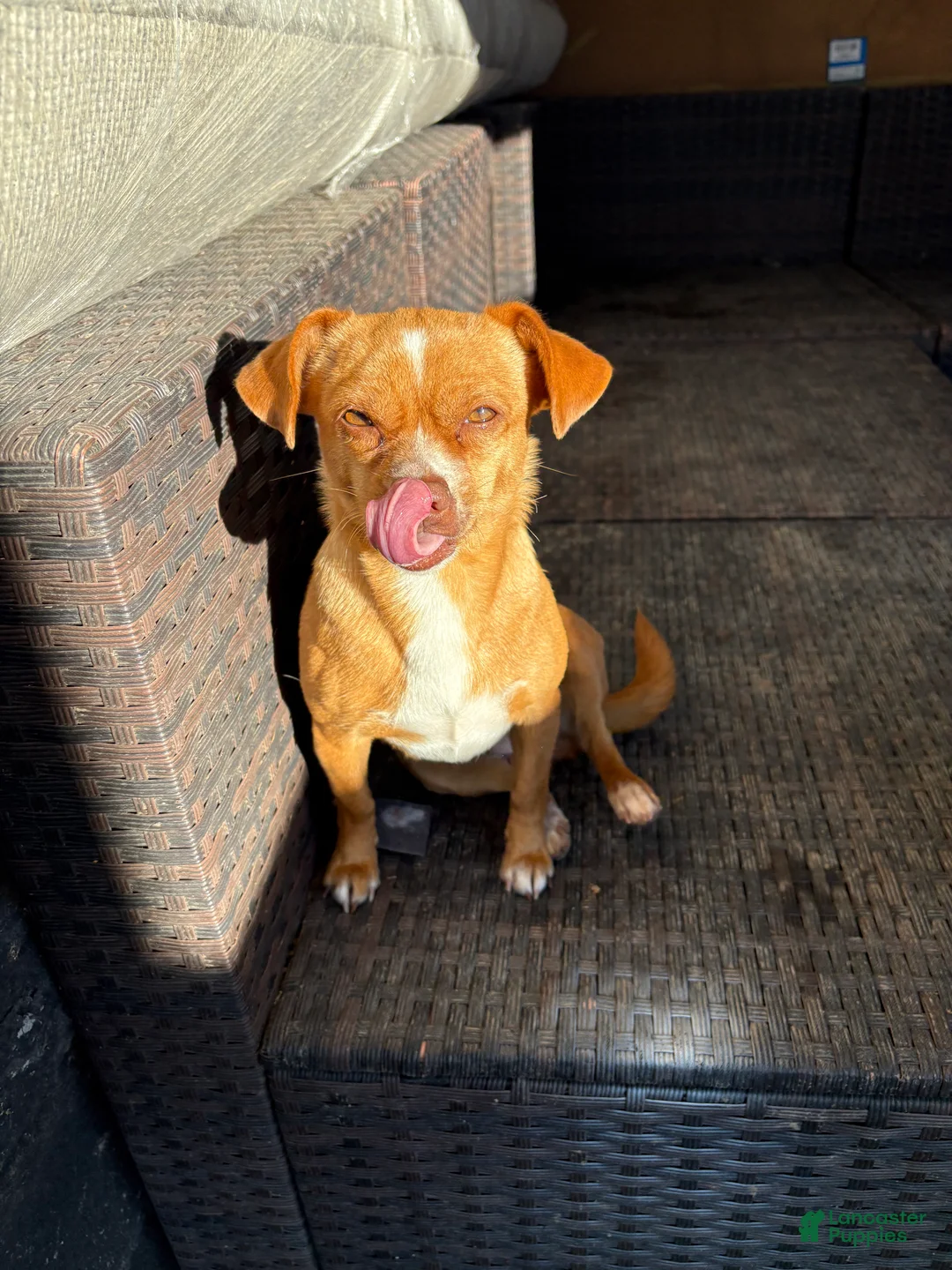 Mixed Breed dogs for sale: Mixed Breed Puppy 4 - Ad 9