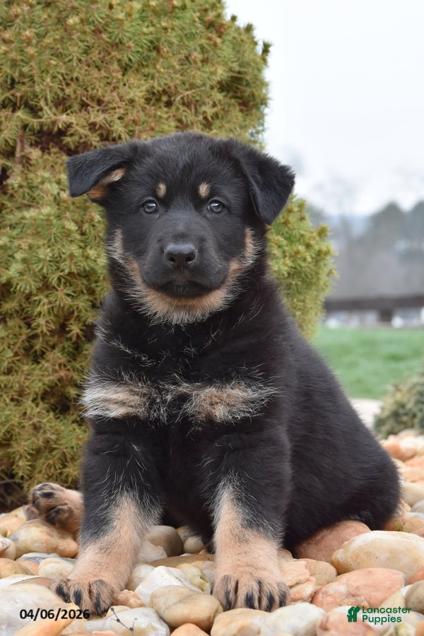 Mixed Breed dogs Megan - Ad 2