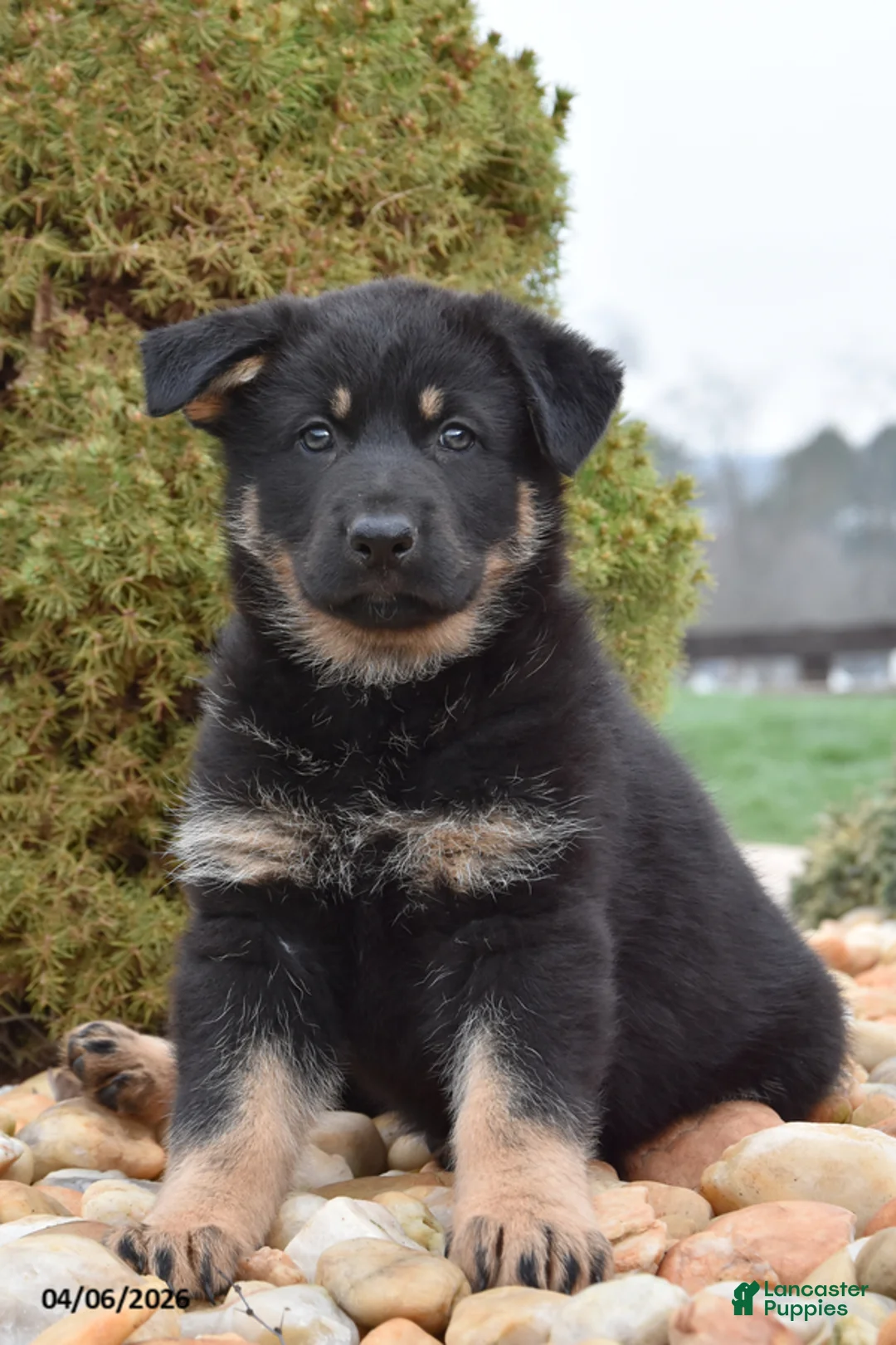 Mixed Breed dogs for sale: Megan - Ad 2