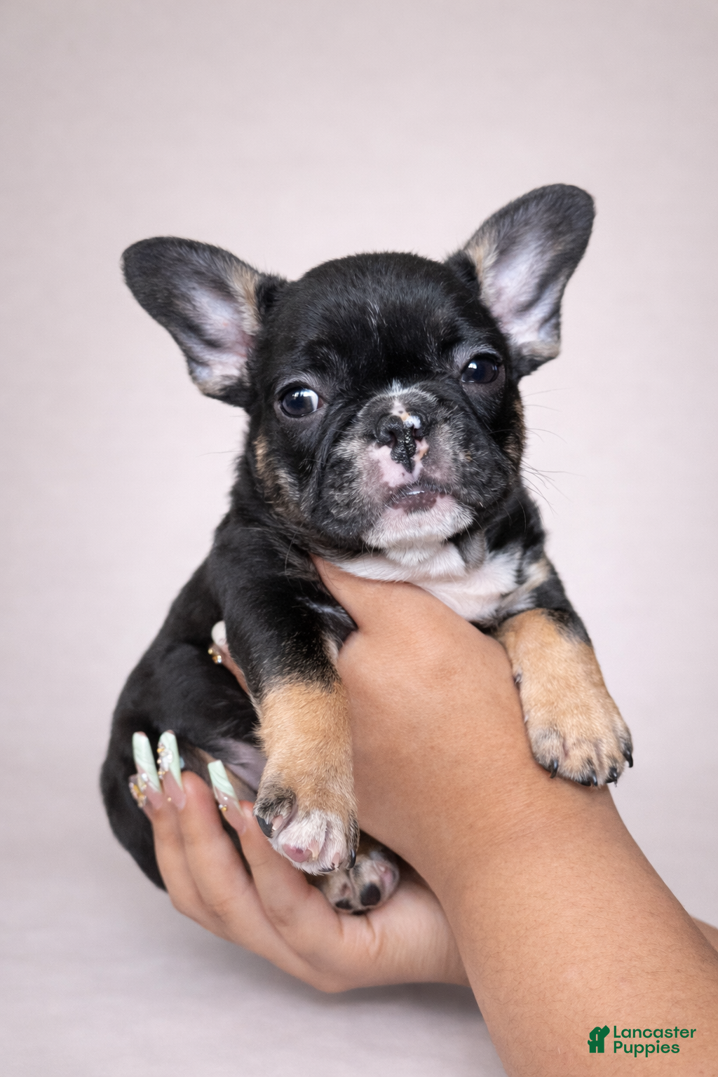 French Bulldog dogs Roxy - Ad 36