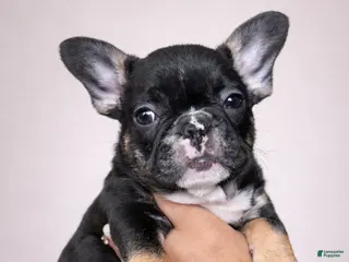 French Bulldog dogs Roxy - Ad 36