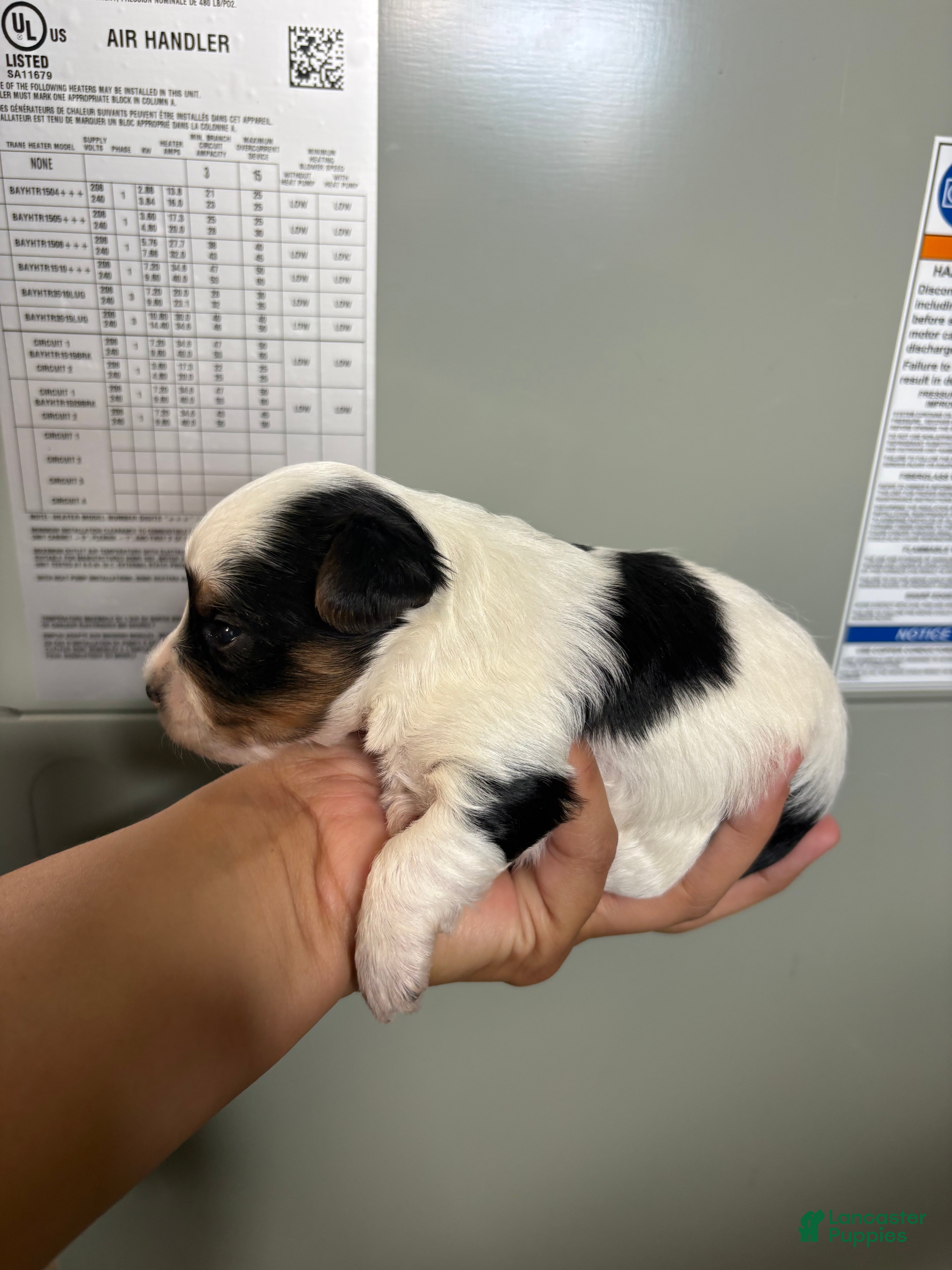 Yorkshire Terrier dogs Yorkshire Terrier 1 - Ad 10