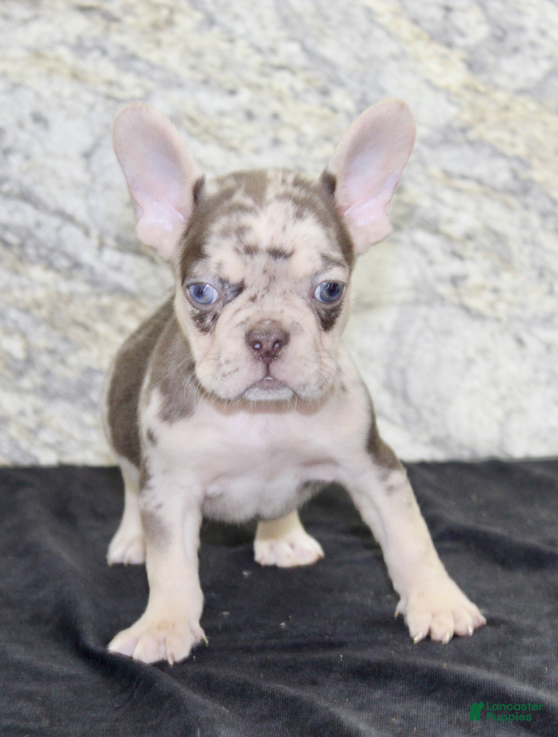 French Bulldog dogs Titan - Ad 2