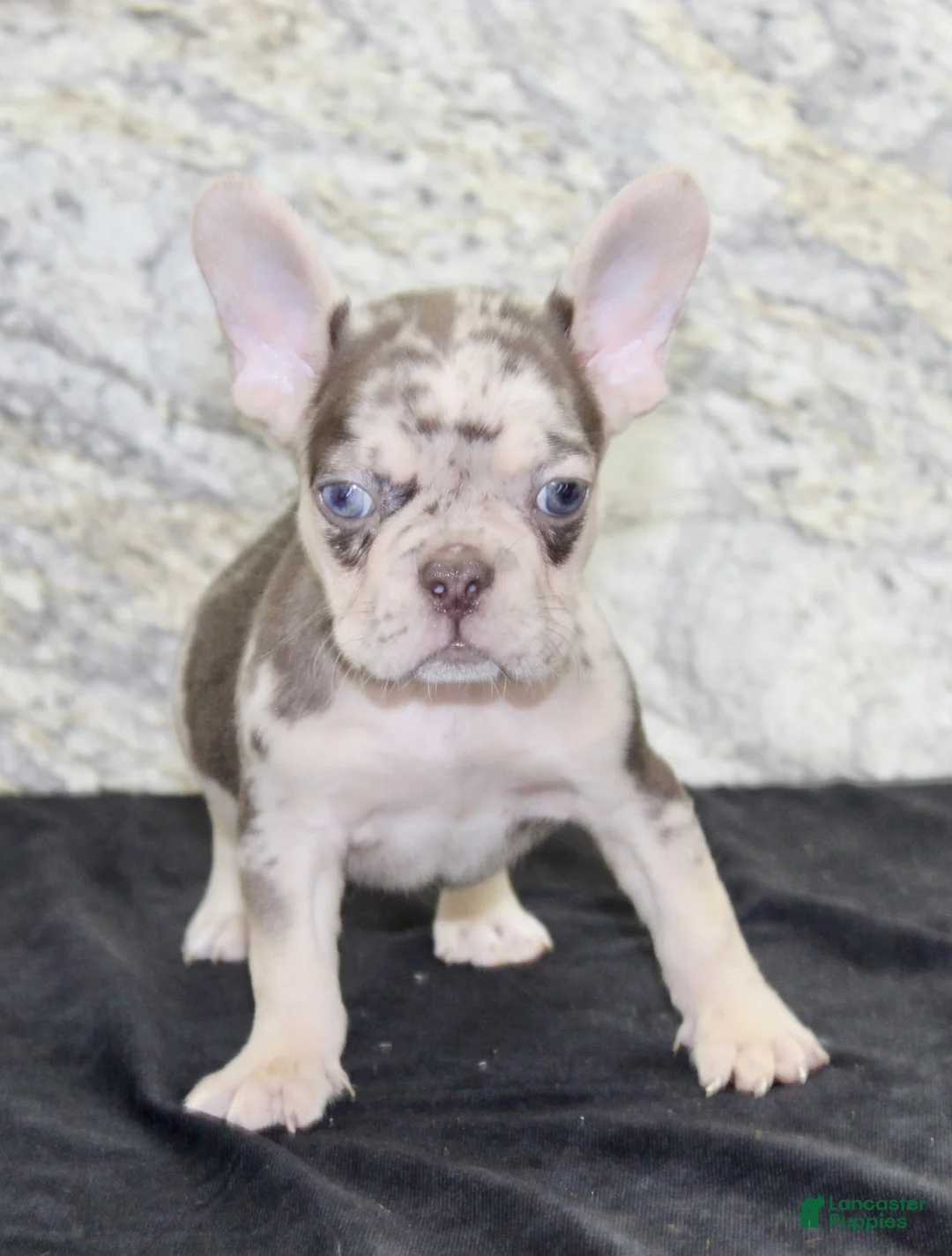 French Bulldog dogs for sale: Titan - Ad 2