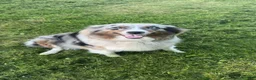 Australian Shepherd dogs for sale: Australian Shepherd 5 - Ad 8
