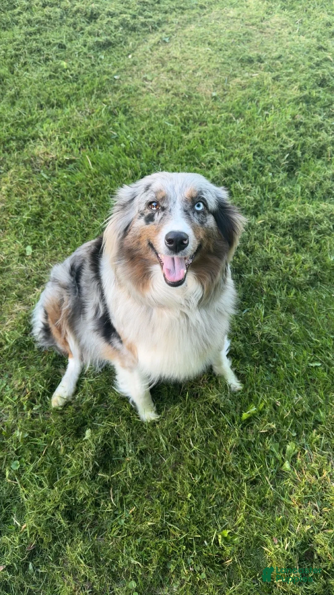 Australian Shepherd dogs for sale: Australian Shepherd 5 - Ad 8