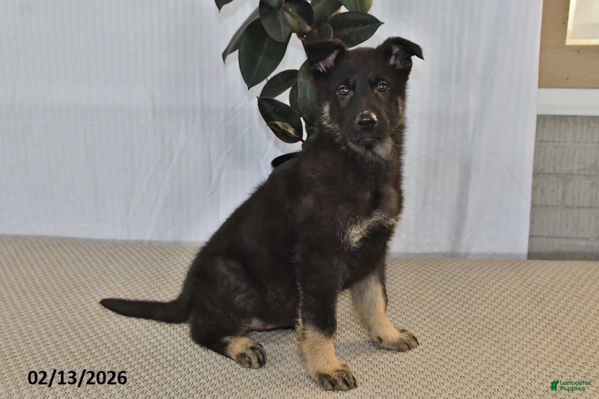 German Shepherd dogs Melody - Ad 2