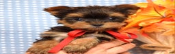 Yorkshire Terrier dogs for sale: Cooper - Ad 2