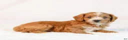 Mini Goldendoodle dogs for sale: Kye - Ad 3