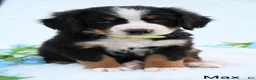 Bernese Mountain Dog dogs for sale: Max - Ad 3