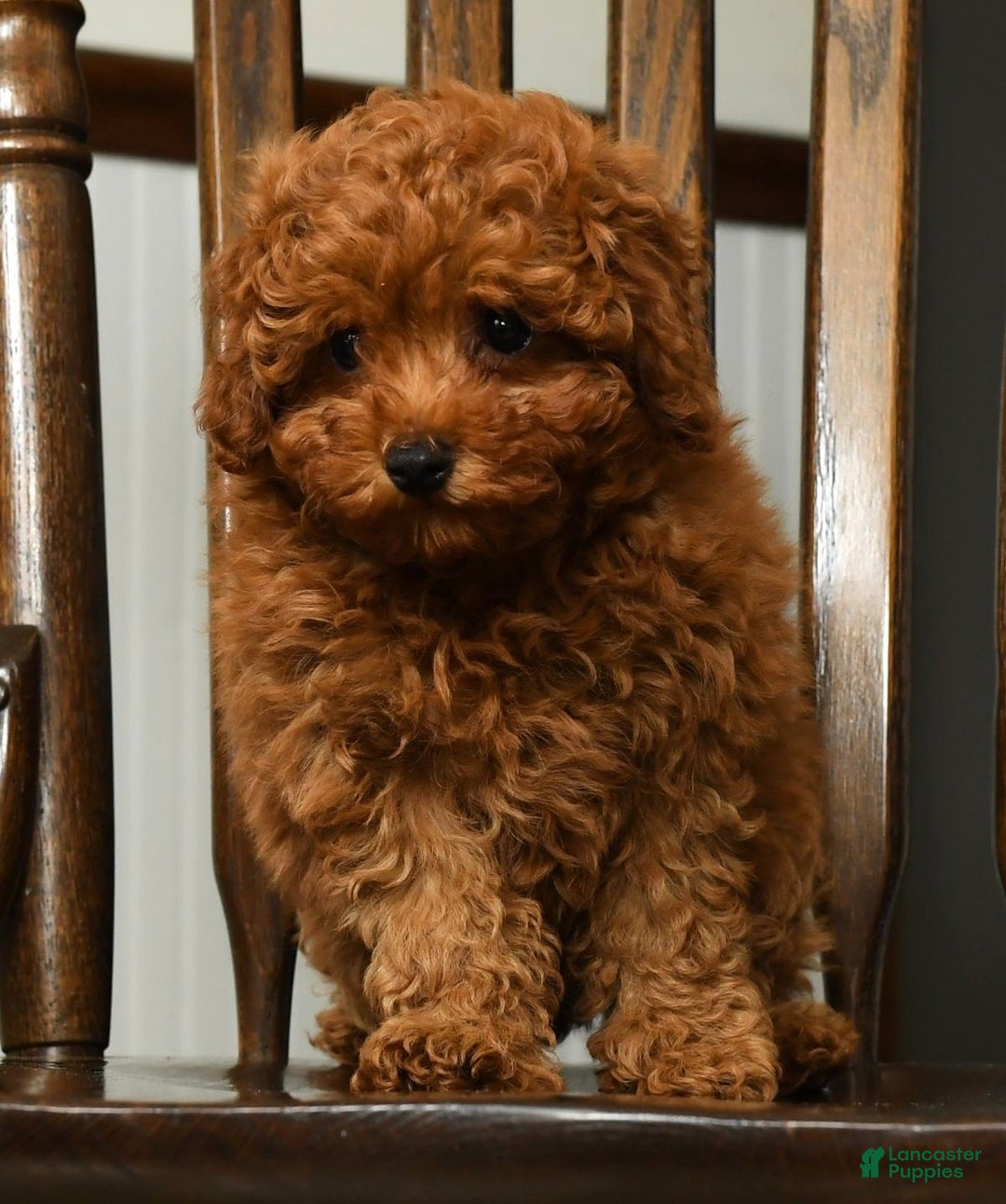 Miniature Poodle dogs for sale: Tigger - Ad 1