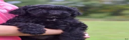 Standard Poodle dogs for sale: Standard Poodle 1 - Ad 5