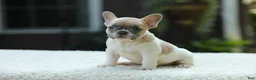 French Bulldog dogs for sale: Jade - Ad 12