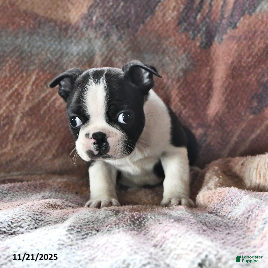 Boston Terrier dogs for sale: Jack  - Ad 2