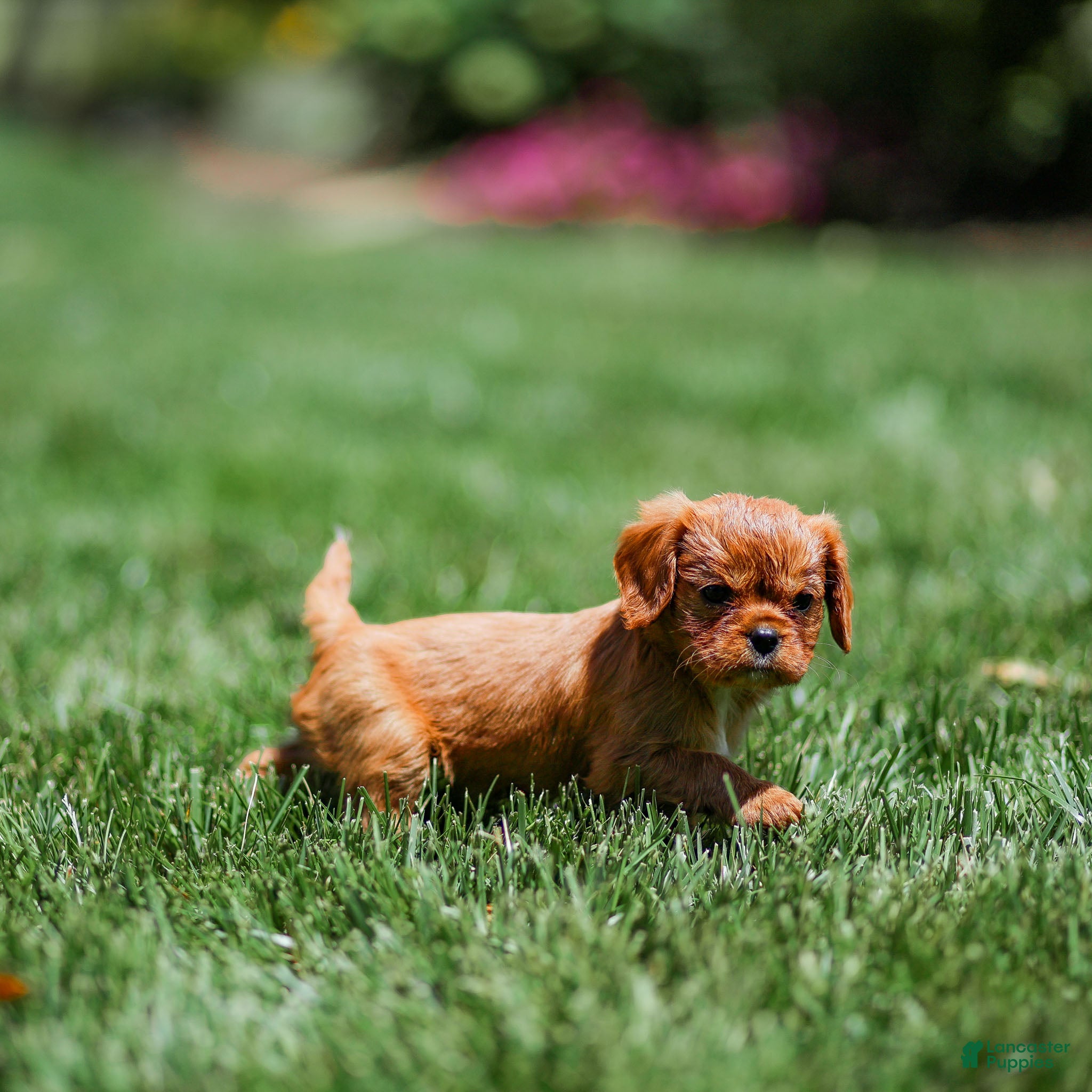 Cavalier King Charles Spaniel dogs Pearl Cavalier King Charles Spaniel Puppy  - Ad 1