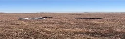 German Shorthaired Pointer dogs for sale: German Shorthaired Pointer 4 - Ad 4