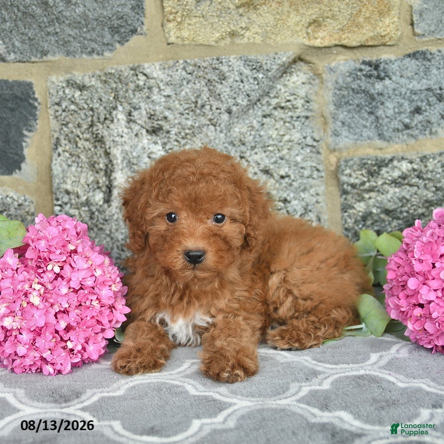 Miniature Poodle dogs Isabella  - Ad 2