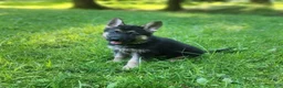 German Shepherd dogs for sale: URSULA - Ad 3