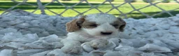 Cavapoo dogs for sale: Clementine  - Ad 6