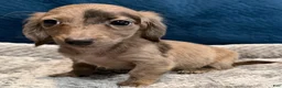 Dachshund dogs for sale: Trixie - Ad 2