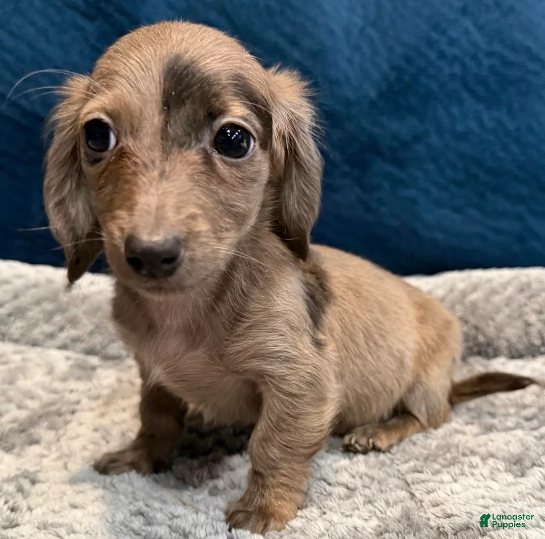 Dachshund dogs for sale: Trixie - Ad 2