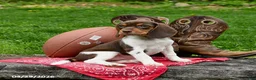 Beagle dogs for sale: Skye - Ad 1