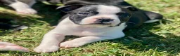 Boston Terrier dogs for sale: Boston Terrier Female 2 Puppy - Ad 1