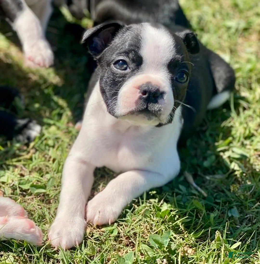 Boston Terrier dogs for sale: Boston Terrier Female 2 Puppy - Ad 1