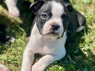 Boston Terrier dogs for sale: Boston Terrier Female 2 Puppy - Ad 3