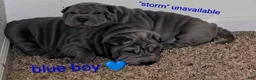 Shar Pei dogs for sale: Baby Blue Boy 1 - Ad 4