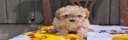Miniature Poodle dogs for sale: Cody - Ad 10