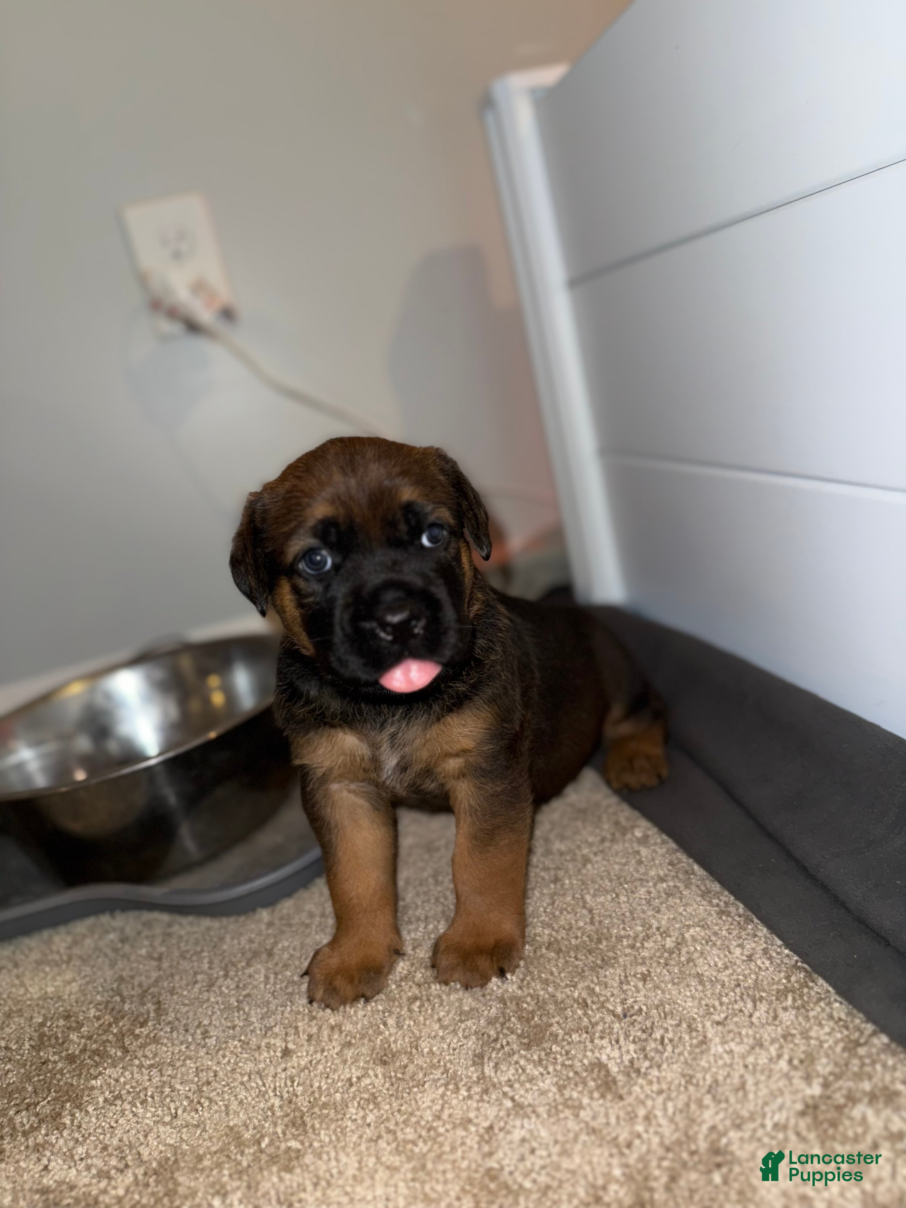 Mixed Breed dogs Mixed Breed 4 - Ad 1