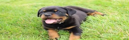 Rottweiler dogs for sale: Bear - Ad 11