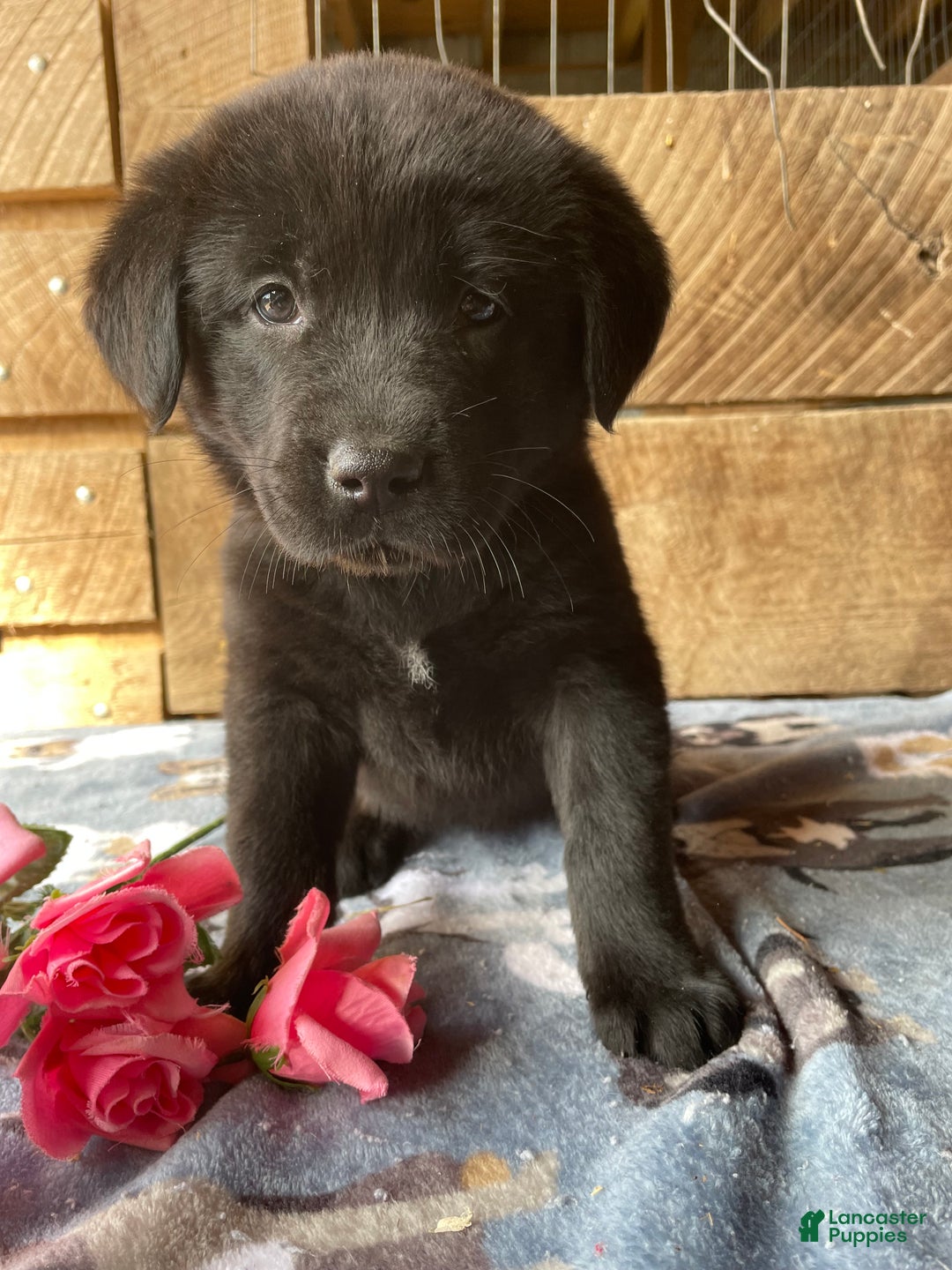 Mixed Breed dogs for sale: Glow - Ad 4