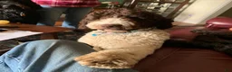 Labradoodle dogs for sale: Titan - Ad 4