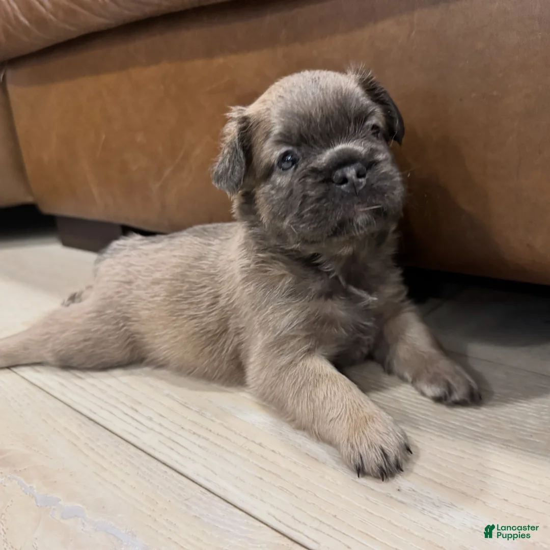 French Bulldog dogs for sale: Dolly - Ad 1