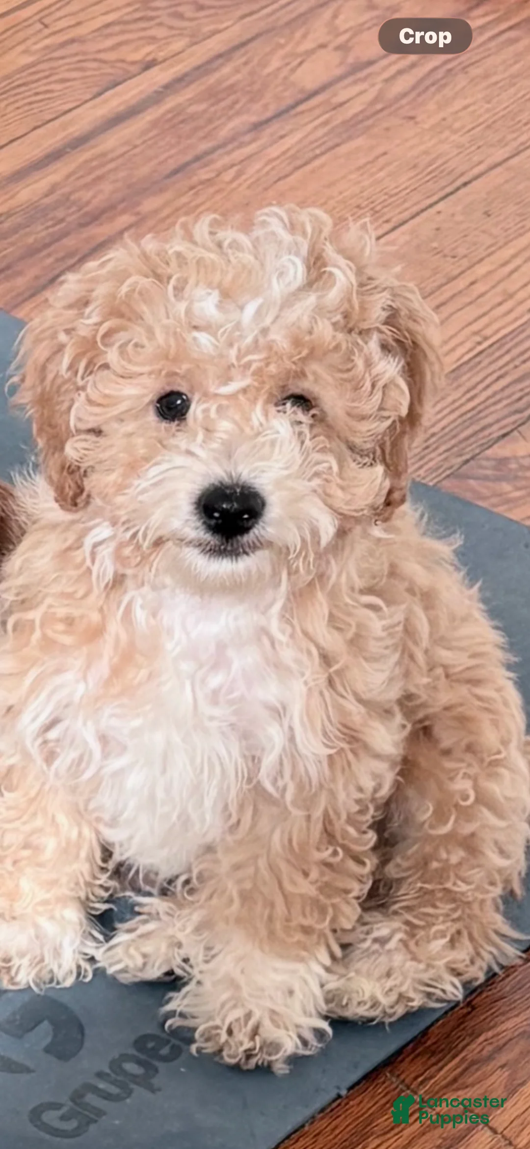 Havapoo dogs for sale: Havapoo Puppy 2 - Ad 1