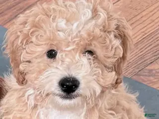 Havapoo dogs Havapoo Puppy 2 - Ad 27