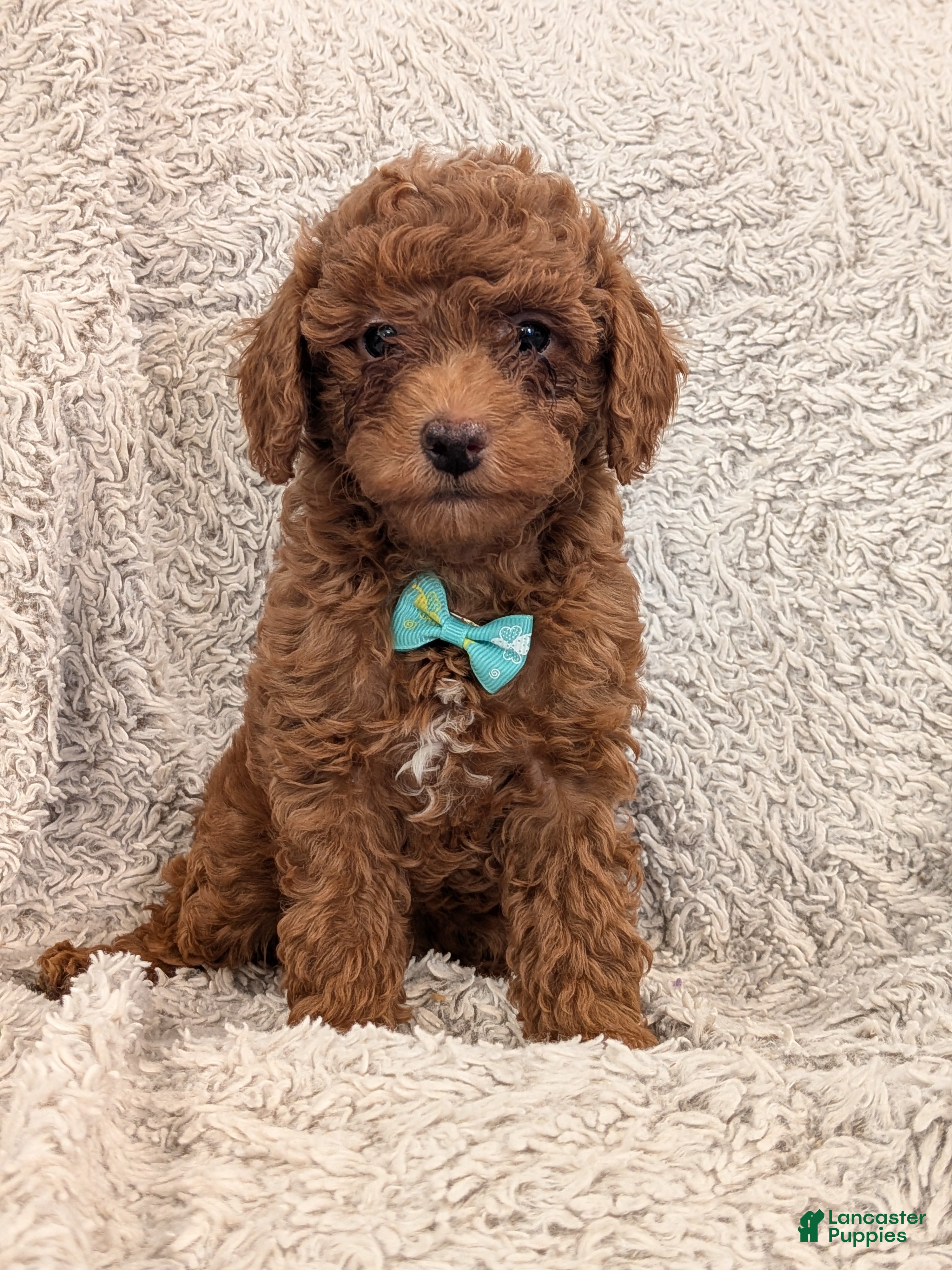 Miniature Poodle dogs for sale: Bingo - Ad 3