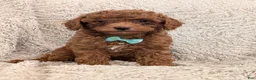 Miniature Poodle dogs for sale: Bingo - Ad 1